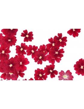 Fleurs séchées Verveine Rouge 50 unités